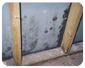 Mold on sheetrock